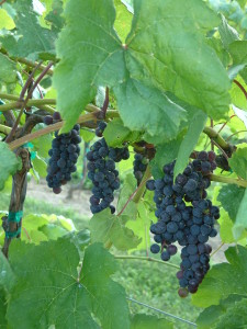 Trollhaugen - Blue Seedless Table Grape
