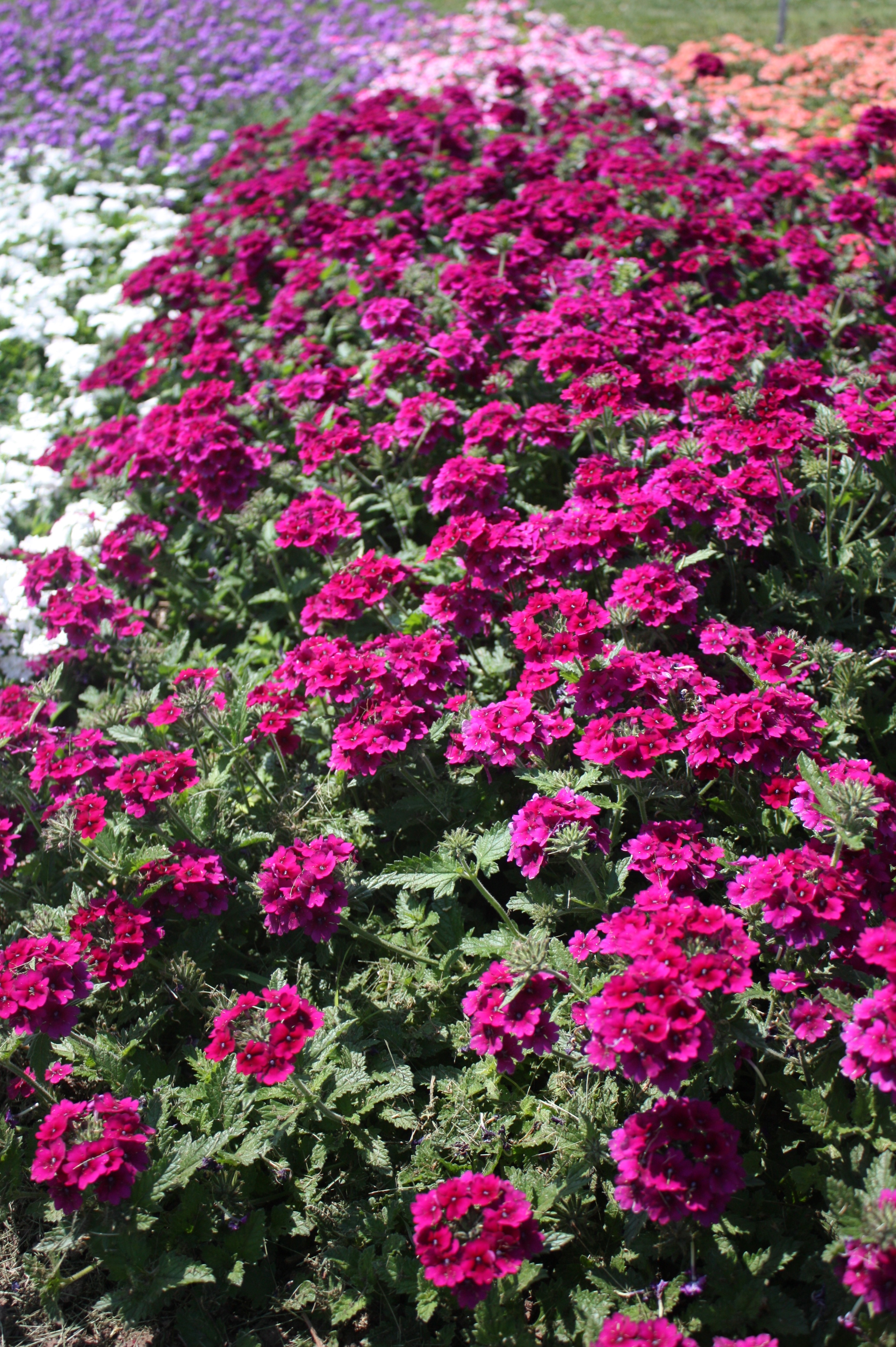 Hundreds of New Annual Flowers Featured at University Display Gardens